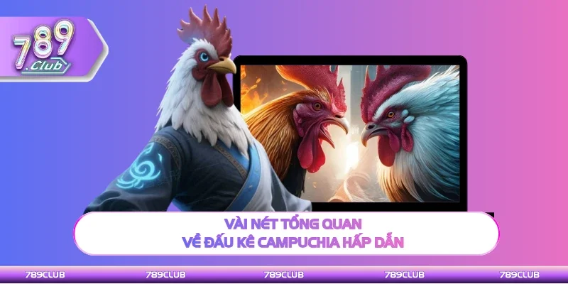 Vài nét sơ lược về đấu kê Campuchia hấp dẫn