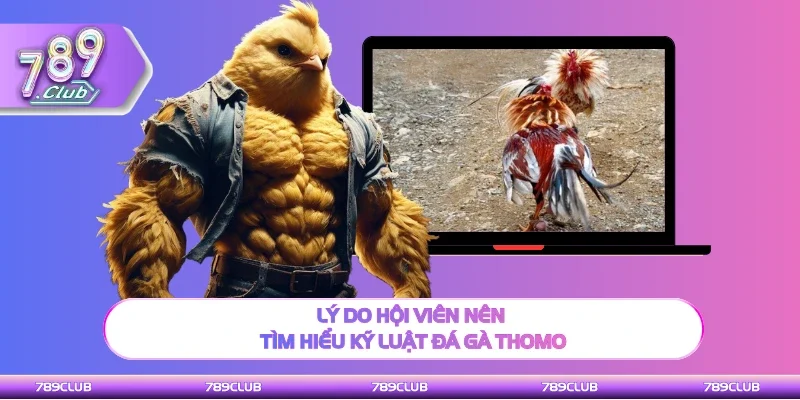 Lý do cần biết khi tìm hiểu kỹ luật đá gà Thomo